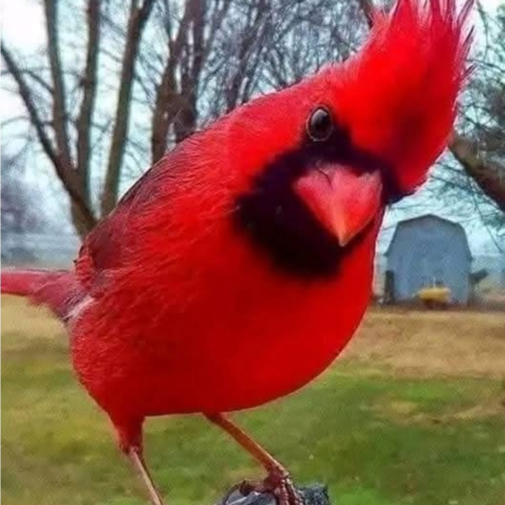 Various items for auction